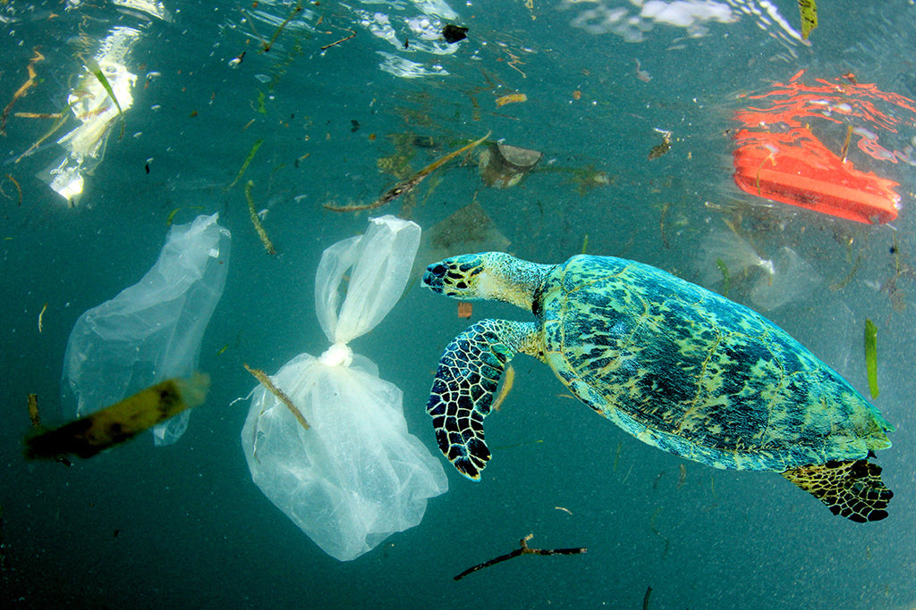 Meeresverschmutzung-Plastik-Schildkroete